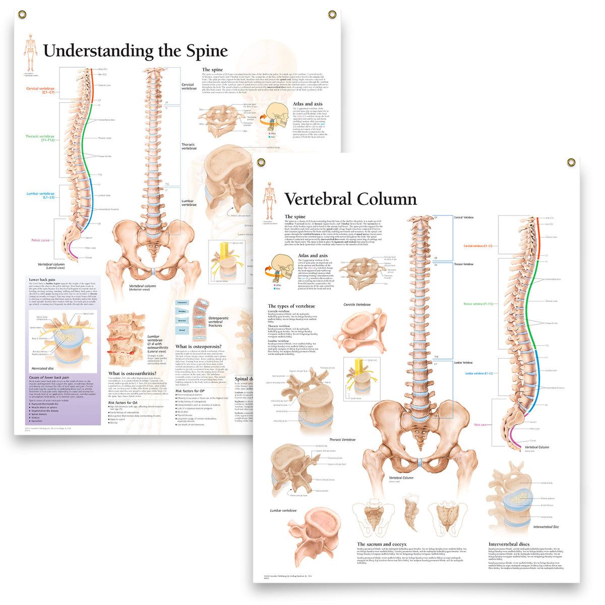 Set of 2 Laminated Understanding The Spine and Vertebral Column Art Po ...