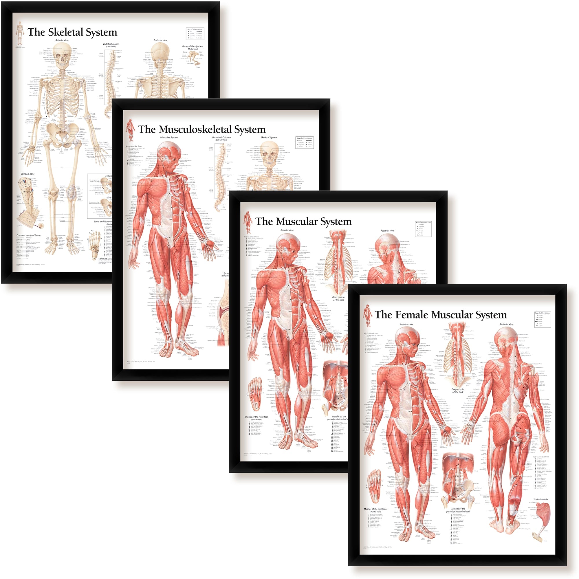 Set of 4 Framed Muscular Musculoskeletal and Skeletal System Art Poste ...