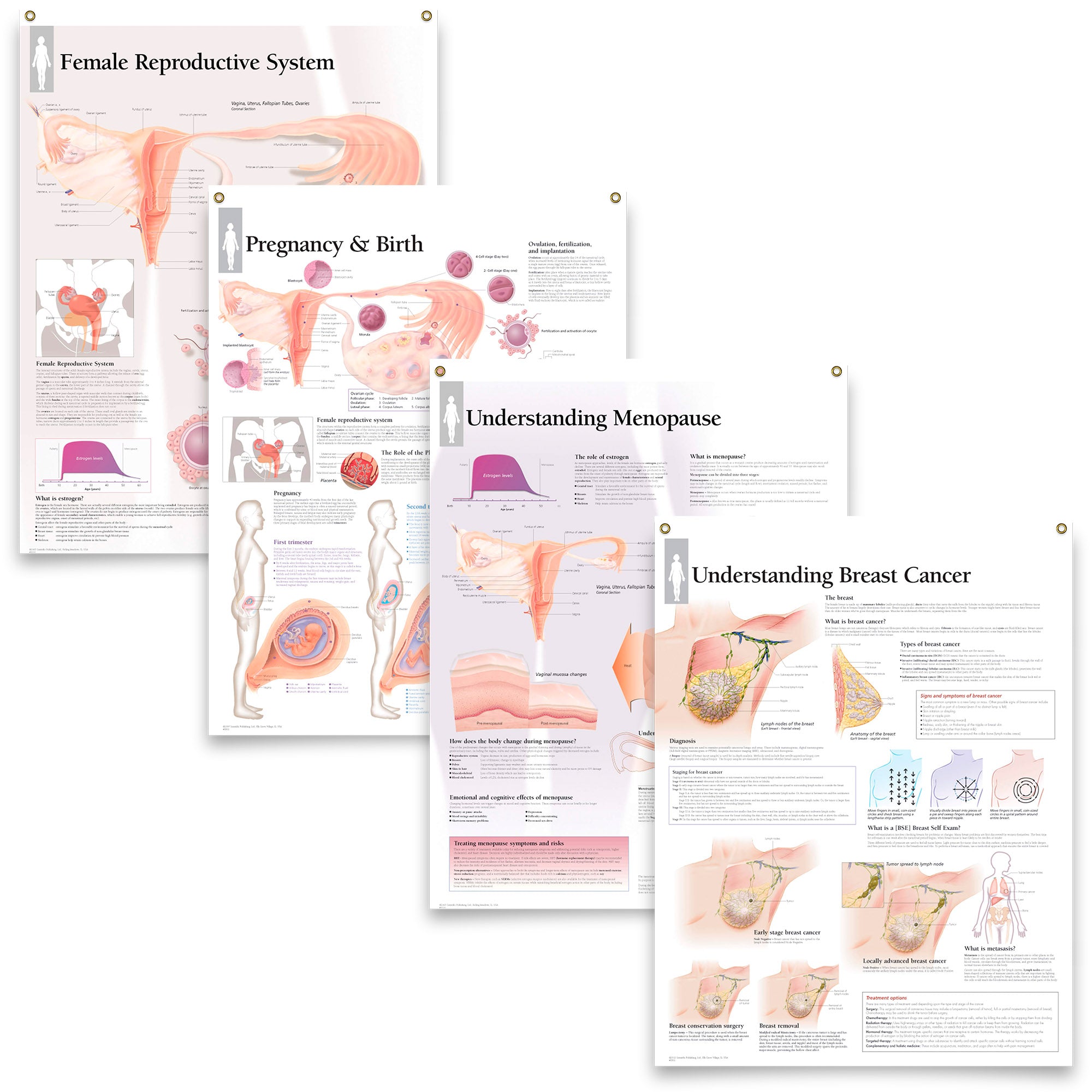 Set of 4 Laminated Medical Posters Female Reproductive System Pregnanc ...