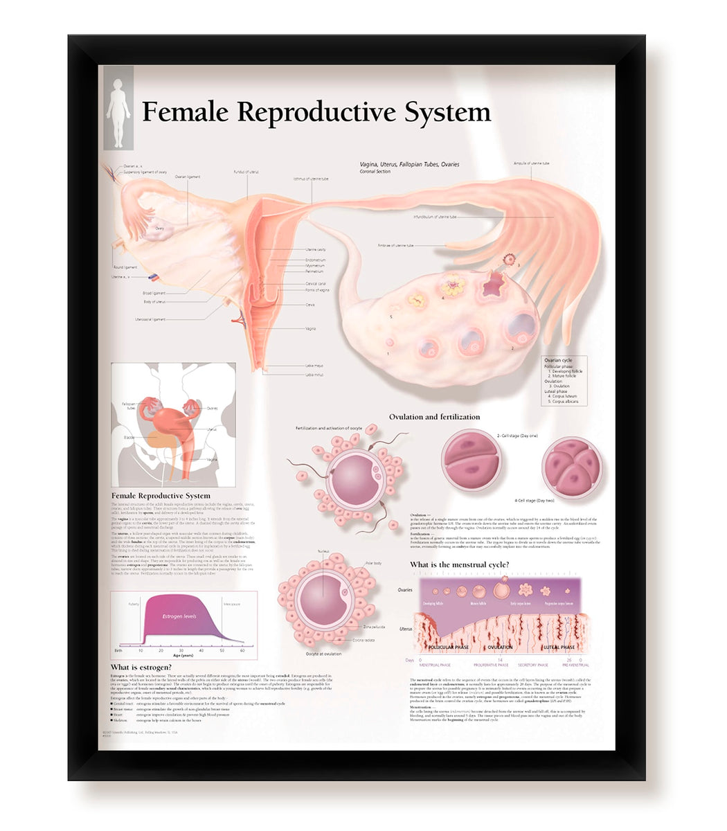 Set of 4 Framed Medical Posters Female Reproductive System Pregnancy a ...