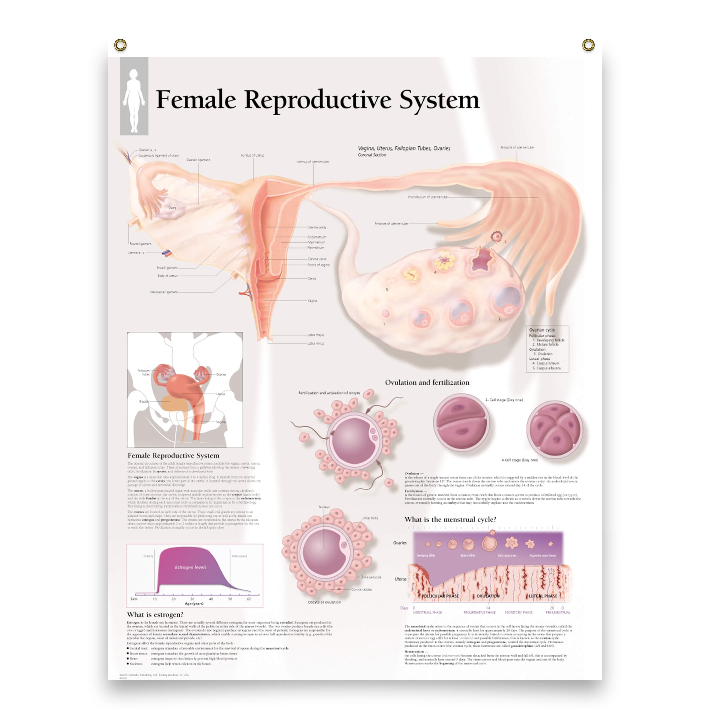 Set of 4 Laminated Medical Posters Female Reproductive System Pregnanc ...